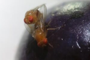 Cómo frenar la irrupción de Drosophila suzukii en los huertos de berries