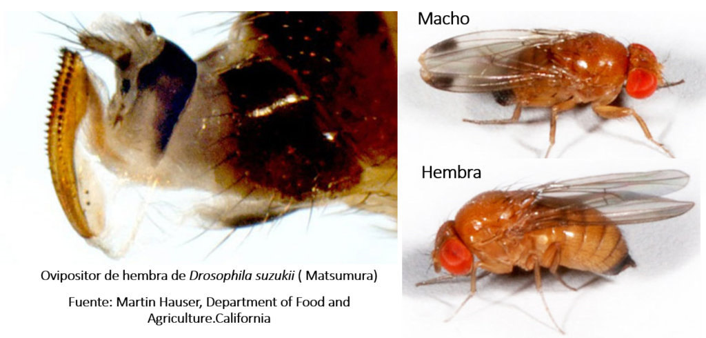 Como reconocer a Drosophila suzukii (Matsumura)