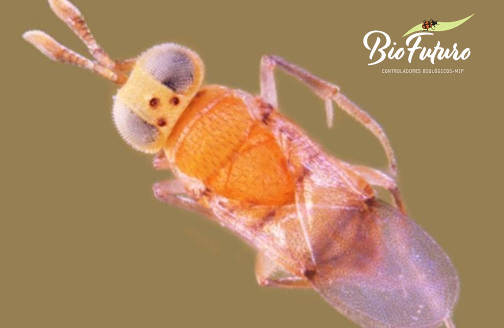 bioacerophagus (acerophagus flavidulus)