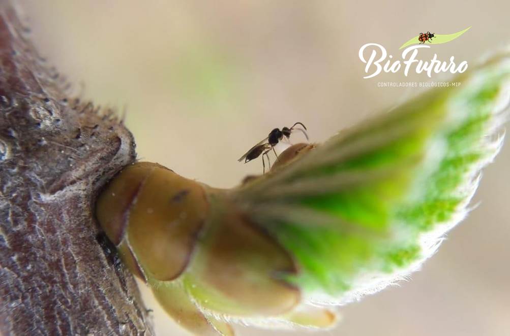 bioaphidius (aphidius colemanni)