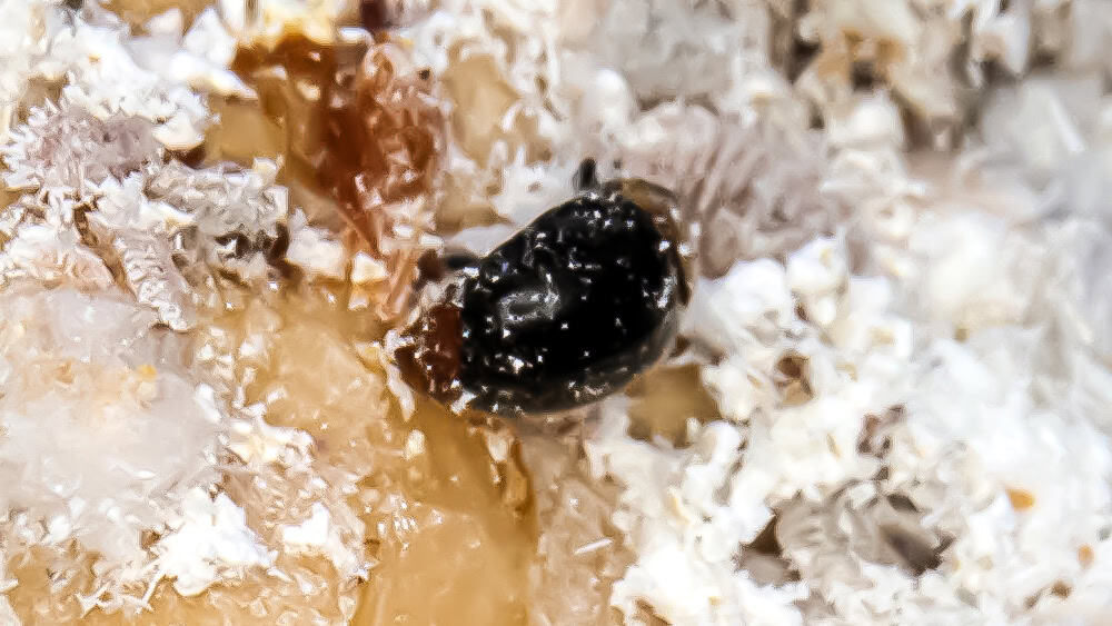 biocryptolaemus (cryptoalemus monstrouzieri)