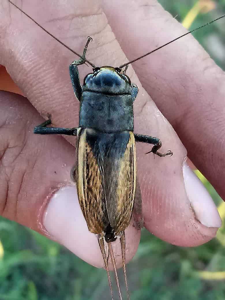 biogryllos (gryllus fulvipennis)