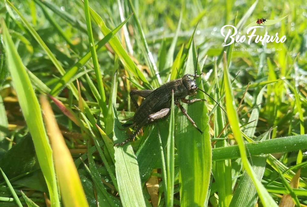 biogryllos (gryllus fulvipennis)