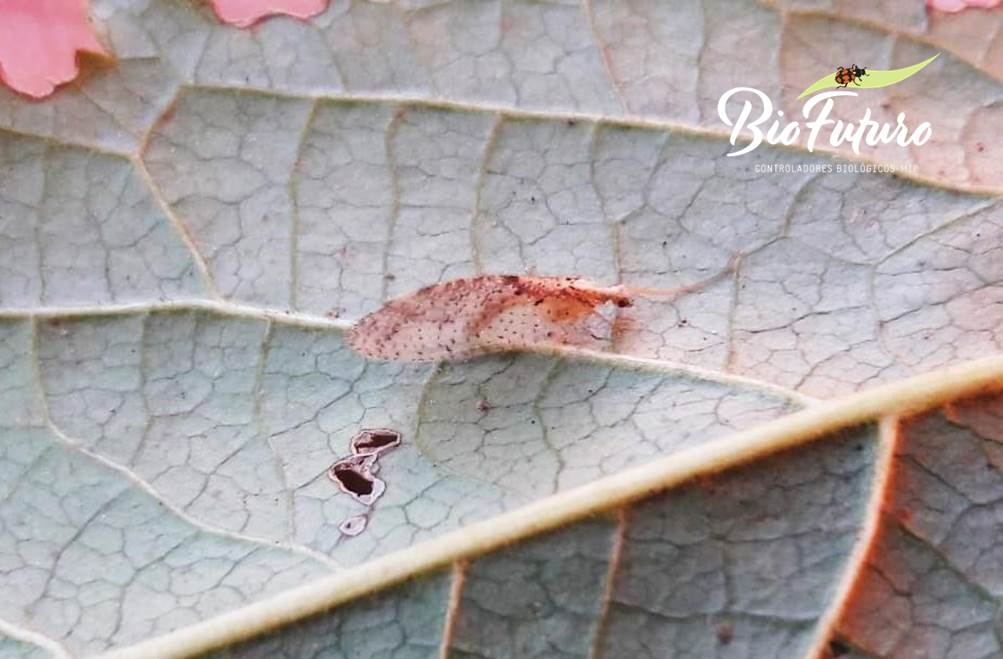 biosympherobius (sympherobius maculipennis)