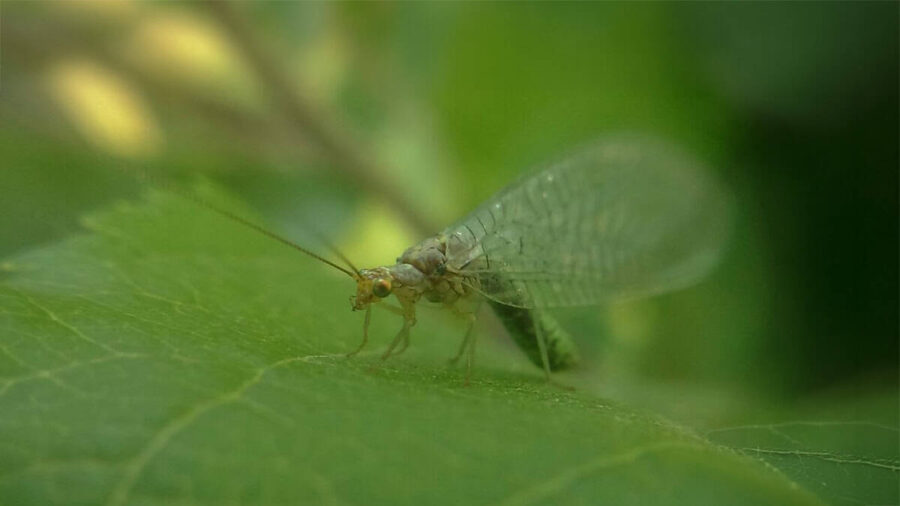 biocrysopack (crysoperla defreitasi)