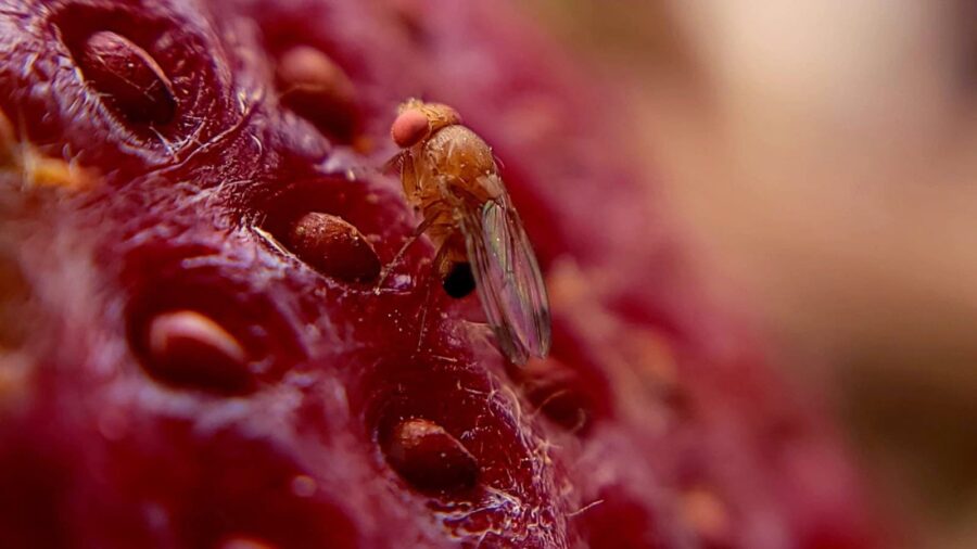 drosophila suzukii slider opt